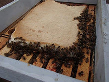 Load image into Gallery viewer, Ambrose Bee Supply Pollen Pattie, High Protein Formula Feed for All Levels of Beekeepers, Pack of 2